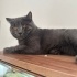 Erkek British Shorthair fotoğraf