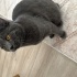 Erkek British Shorthair fotoğraf