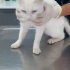 ACİİLL ‼️ 8 SYLIK AŞILARI TAM ANKARA KEDİSİ‼️ fotoğraf