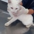 ACİİLL ‼️ 8 SYLIK AŞILARI TAM ANKARA KEDİSİ‼️ fotoğraf