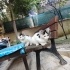 ACİL YUVA 2 KARDEŞ fotoğraf