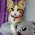 BU KIŞI KEDİSİZ GEÇİRME fotoğraf