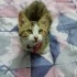 BU KIŞI KEDİSİZ GEÇİRME fotoğraf
