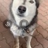 Hasky 1 yaşında yuva arıyoruz fotoğraf