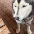 Hasky 1 yaşında yuva arıyoruz fotoğraf