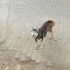 Hasky 1 yaşında yuva arıyoruz fotoğraf