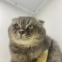 Ücretsiz sahiplenme Scottish kedi acil yuva