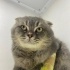 Ücretsiz sahiplenme Scottish kedi acil yuva fotoğraf