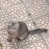 Ücretsiz sahiplenme Scottish kedi acil yuva fotoğraf