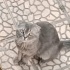 Ücretsiz sahiplenme Scottish kedi acil yuva fotoğraf