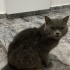 YAKLAŞIK 1 YAŞLARINDA BRİTİSH SORTHAİR fotoğraf