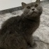 YAKLAŞIK 1 YAŞLARINDA BRİTİSH SORTHAİR fotoğraf