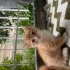 Sarman tekir yavru kedi fotoğraf