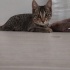 Sevgi Delisi Küçük Prenses Yuvasını Arıyor! fotoğraf