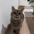 ACİL SAHİPLENDİRİLECEK fotoğraf