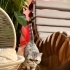 Ücretsiz sahiplenme British kedi acil yuva fotoğraf