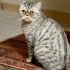 Ücretsiz sahiplenme British kedi acil yuva fotoğraf