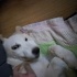 Husky kirmasi yavrumuzu ucretsiz sahiplendiriyoruz fotoğraf