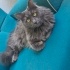 Nebelung cinsi kedi fotoğraf