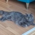 Nebelung cinsi kedi fotoğraf