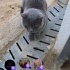Ücretsiz sahiplenme cins ve tekir kediler sahiplenme ilani fotoğraf