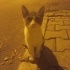 Karamela yuvasını bekliyor fotoğraf