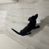 Zeytin tanesi ücretsiz yuva arıyor fotoğraf