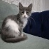 2 AYLIK POFUDUK DİŞİ YUVA ARIYOR fotoğraf
