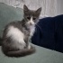 2 AYLIK POFUDUK DİŞİ YUVA ARIYOR fotoğraf