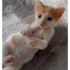 2 AYLIK 2 ERKEK KARDEŞ ÖMÜRLÜK YUVALARINI ARIYORLAR fotoğraf