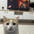 Kedimize acill yeni yuva arıyoruz fotoğraf
