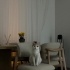 Kedimize acill yeni yuva arıyoruz fotoğraf