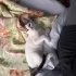 Oyuncu kucakcı 4 aylık kedi fotoğraf