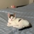 Oyuncu kucakcı 4 aylık kedi fotoğraf