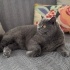 Safkan british shorthair