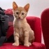 Simba  ve Nala yuva arıyor. fotoğraf
