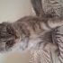 tek kedi olacağı güzel bir yuva 🙏 fotoğraf