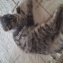 tek kedi olacağı güzel bir yuva 🙏 fotoğraf