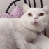 SOKAKTAN KURTARILMIŞ BRITISH SHORTHAIR OĞLANA YUVA ARANIYOR fotoğraf