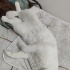 SOKAKTAN KURTARILMIŞ BRITISH SHORTHAIR OĞLANA YUVA ARANIYOR fotoğraf
