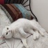 SOKAKTAN KURTARILMIŞ BRITISH SHORTHAIR OĞLANA YUVA ARANIYOR fotoğraf
