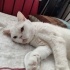 SOKAKTAN KURTARILMIŞ BRITISH SHORTHAIR OĞLANA YUVA ARANIYOR fotoğraf