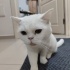 SOKAKTAN KURTARILMIŞ BRITISH SHORTHAIR OĞLANA YUVA ARANIYOR fotoğraf