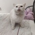SOKAKTAN KURTARILMIŞ BRITISH SHORTHAIR OĞLANA YUVA ARANIYOR fotoğraf