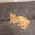 Ölümü Yenen Altın Cengaver fotoğraf