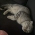 OYUNCU VE SAĞLIKLI PAMUK KIZIMIZA YUVA ARIYORUZ fotoğraf