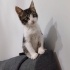Acil yuva aranıyor fotoğraf