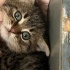 2 AYLIK KEDİMİZE ACİL YUVA !! fotoğraf