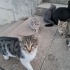 4 Sevimli Yavru fotoğraf