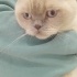 Scottish Fold icin acil yuva!